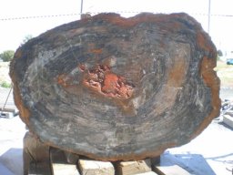Petrified Wood Speciman